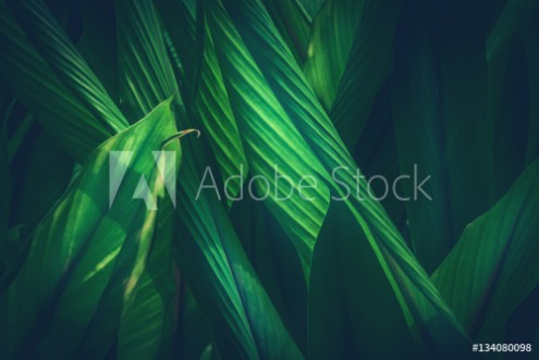 Picture of Natural background green leavesCurcuma zanthorrhiza